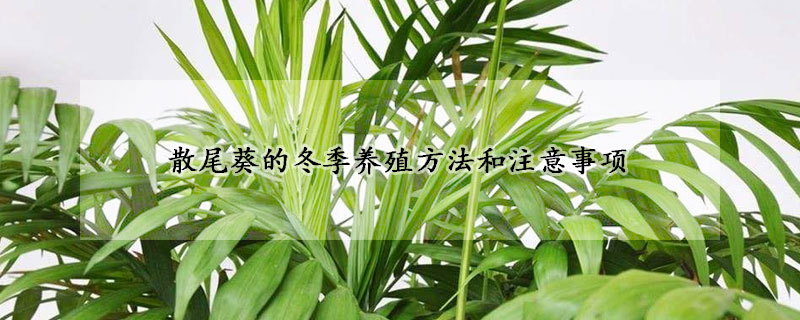 散尾葵的冬季養(yǎng)殖方法和注意事項(xiàng)