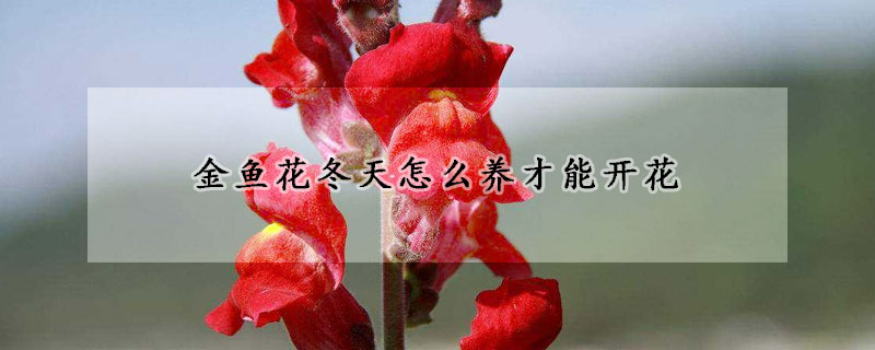 金魚花冬天怎么養(yǎng)才能開花