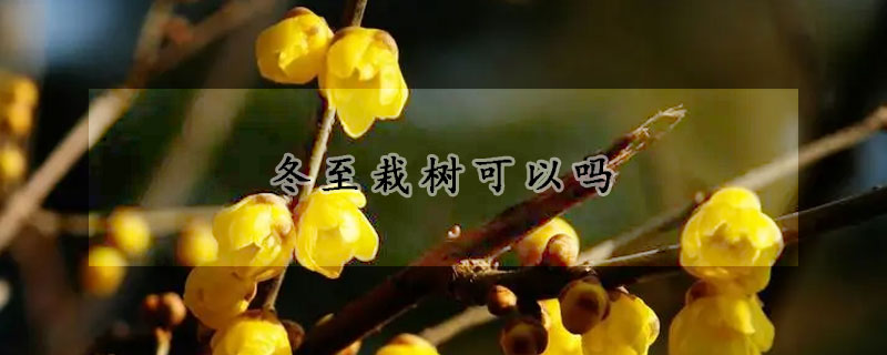 冬至栽樹可以嗎