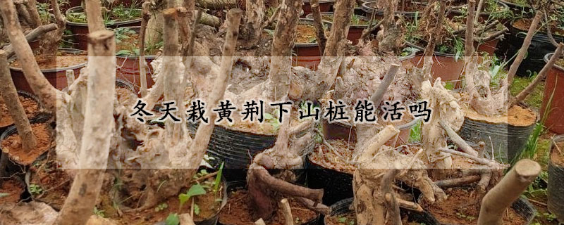 冬天栽黃荊下山樁能活嗎