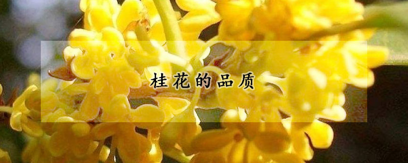 桂花的品質(zhì)