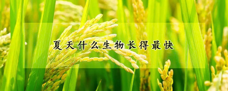 夏天什么生物長得最快