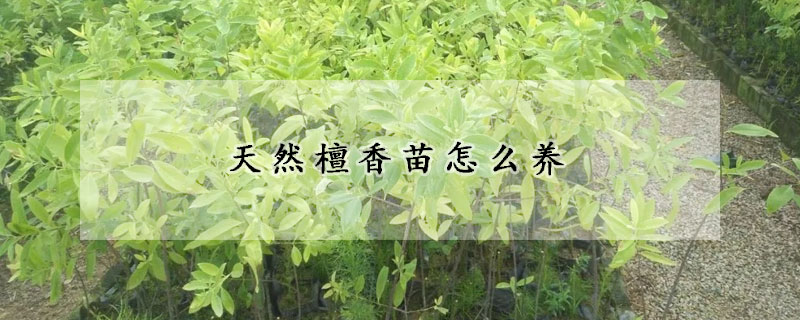 天然檀香苗怎么養