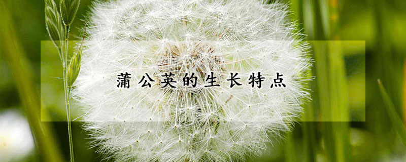 蒲公英的生長(zhǎng)特點(diǎn)