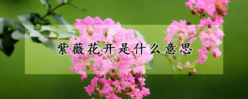 紫薇花開(kāi)是什么意思