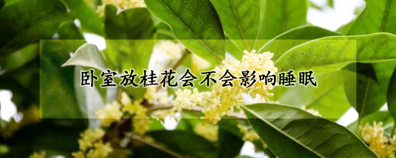 臥室放桂花會(huì)不會(huì)影響睡眠