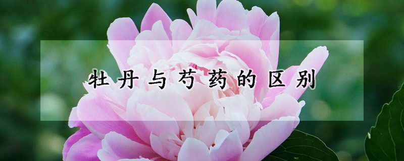 牡丹與芍藥的區(qū)別