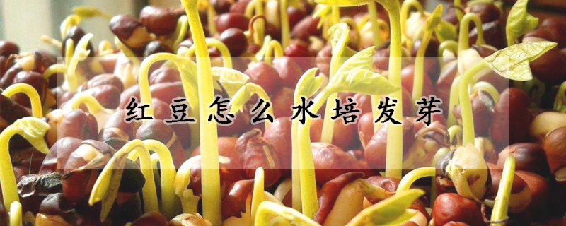 紅豆怎么水培發(fā)芽