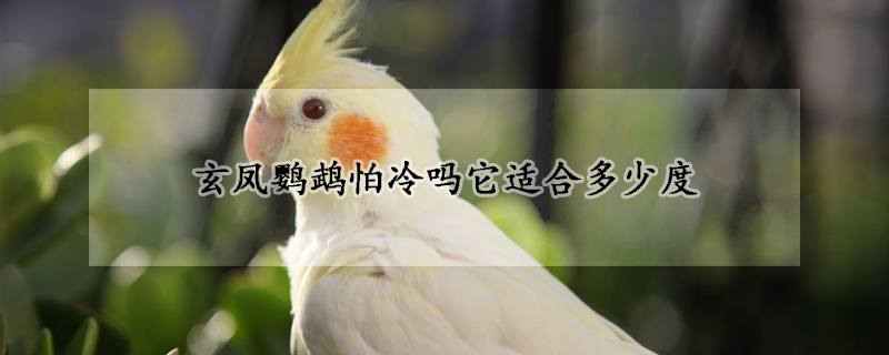 玄鳳鸚鵡怕冷嗎它適合多少度