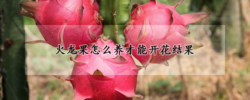 火龍果怎么養才能開花結果