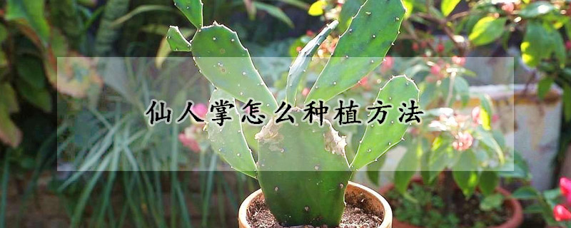 仙人掌怎么種植方法