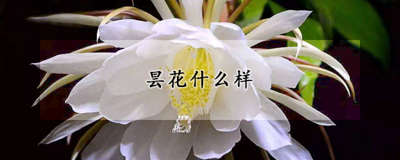 曇花什么樣