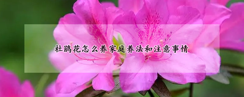 杜鵑花怎么養(yǎng)家庭養(yǎng)法和注意事情