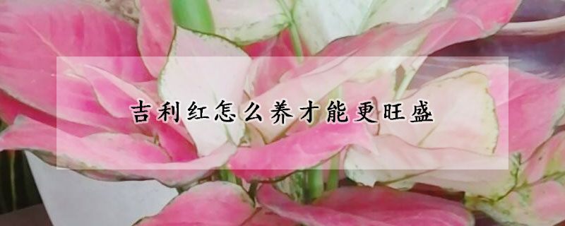 吉利紅怎么養(yǎng)才能更旺盛