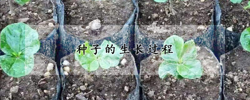 種子的生長過程