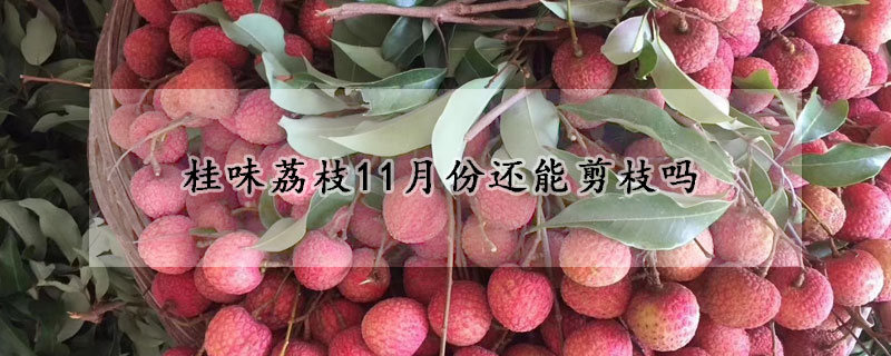 桂味荔枝11月份還能剪枝嗎