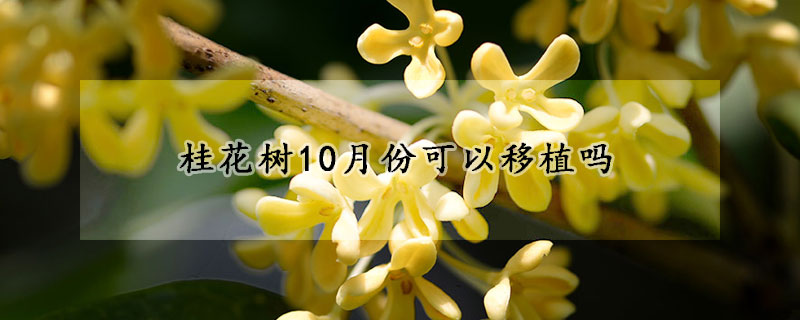 桂花樹(shù)10月份可以移植嗎