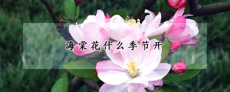 海棠花什么季節(jié)開(kāi)