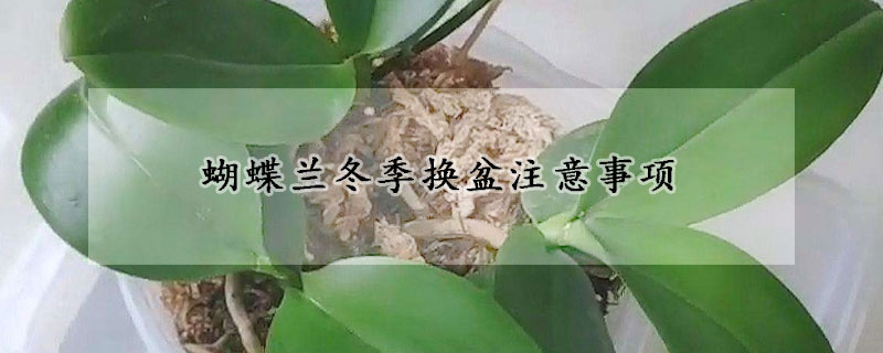 蝴蝶蘭冬季換盆注意事項