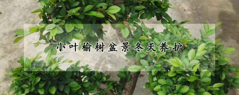 小葉榆樹盆景冬天養(yǎng)護(hù)