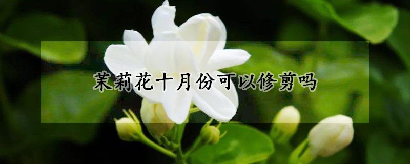 茉莉花十月份可以修剪嗎