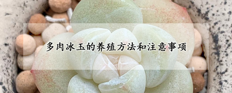 多肉冰玉的養(yǎng)殖方法和注意事項(xiàng)