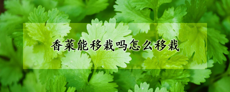 香菜能移栽嗎怎么移栽