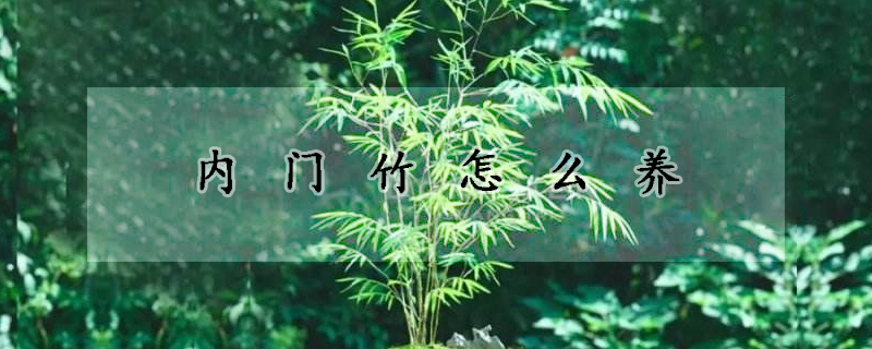 內(nèi)門竹怎么養(yǎng)