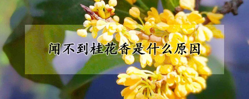 聞不到桂花香是什么原因