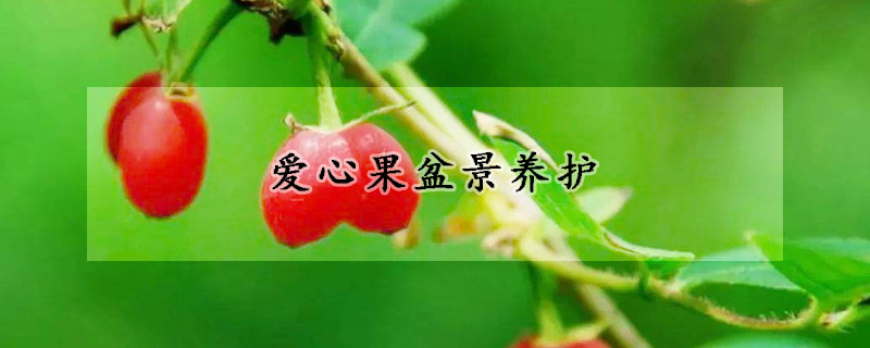 愛心果盆景養(yǎng)護