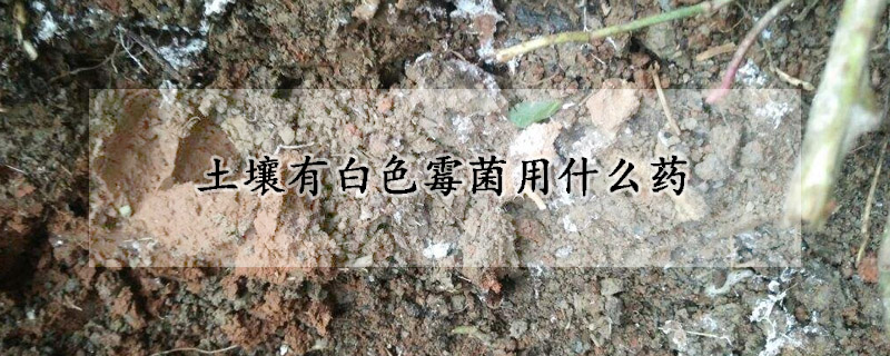 土壤有白色霉菌用什么藥