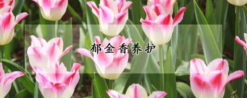 郁金香養(yǎng)護(hù)