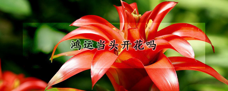 鴻運(yùn)當(dāng)頭開(kāi)花嗎