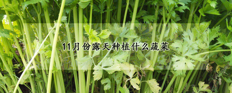 11月份露天種植什么蔬菜