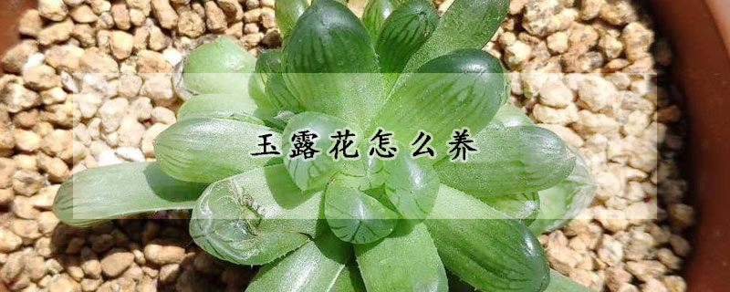 玉露花怎么養