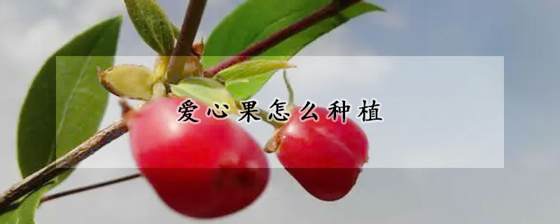 愛心果怎么種植