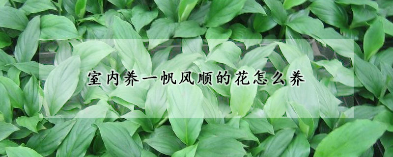 室內(nèi)養(yǎng)一帆風順的花怎么養(yǎng)