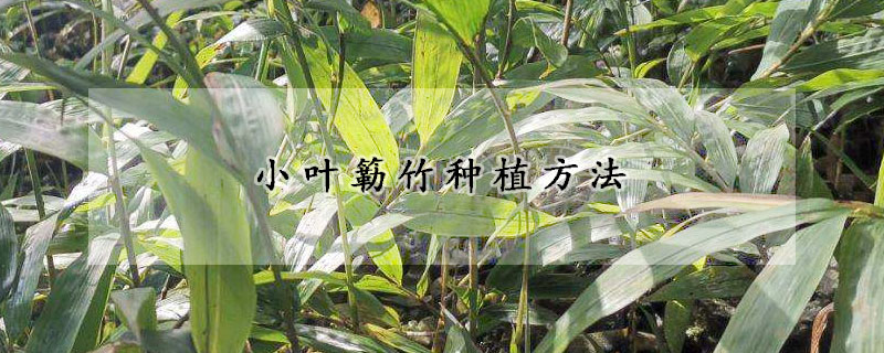 小葉簕竹種植方法