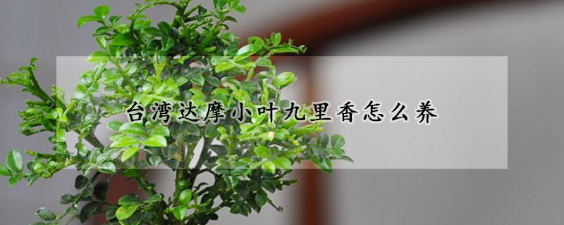 臺灣達(dá)摩小葉九里香怎么養(yǎng)