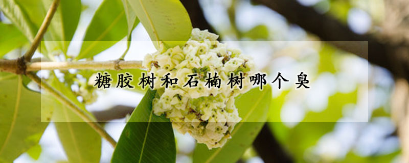 糖膠樹和石楠樹哪個臭