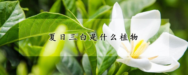 夏日三白是什么植物