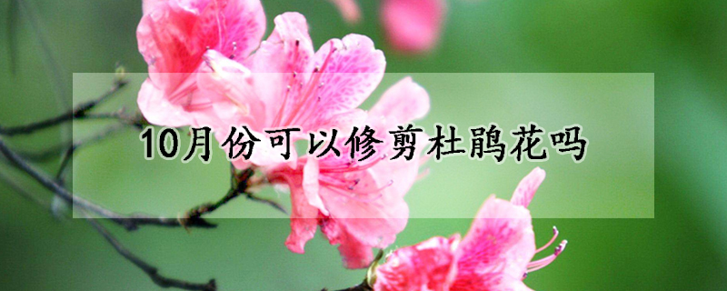 10月份可以修剪杜鵑花嗎