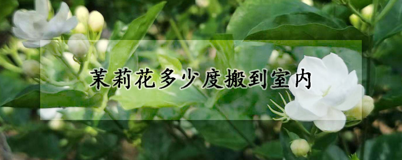 茉莉花多少度搬到室內