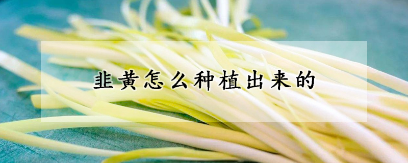 韭黃怎么種植出來(lái)的