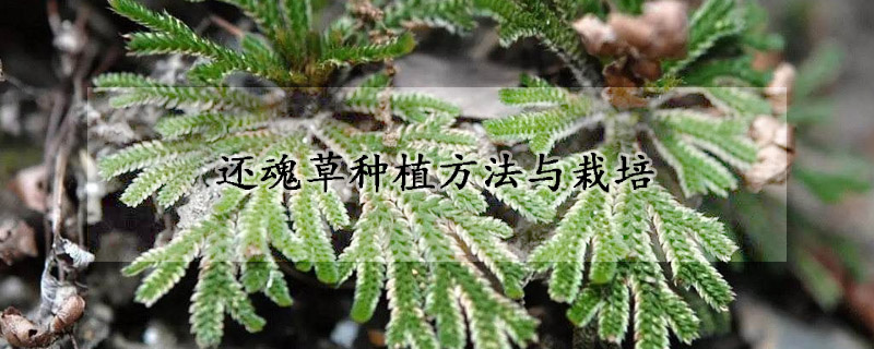 還魂草種植方法與栽培