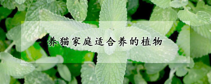 養(yǎng)貓家庭適合養(yǎng)的植物