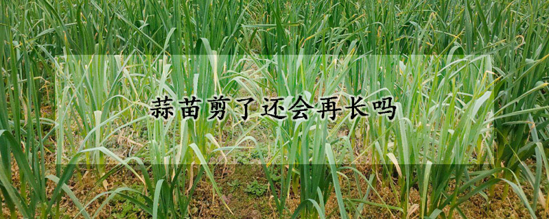 蒜苗剪了還會(huì)再長(zhǎng)嗎