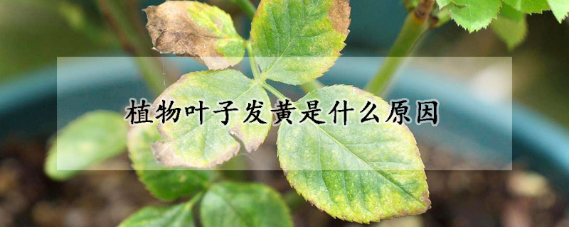 植物葉子發(fā)黃是什么原因