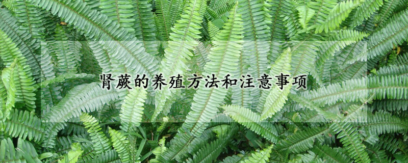 腎蕨的養(yǎng)殖方法和注意事項(xiàng)