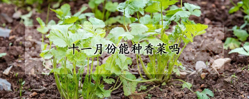 十一月份能種香菜嗎